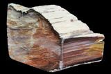Petrified Wood (Araucioxylon) - Circle Cliffs, Utah #104623-2